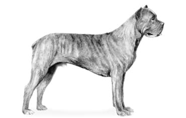 Report of the Russian Kynological Federation in connection with a change in the breed standard of the Cane Corso Italiano